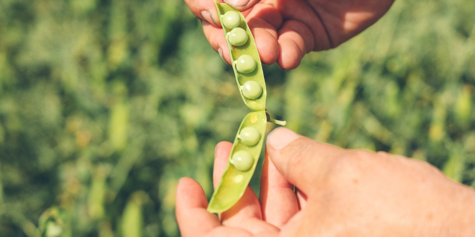 Hands holding Peas